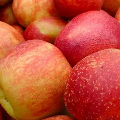 Яблоня ДЖОНАГОЛД в Речице