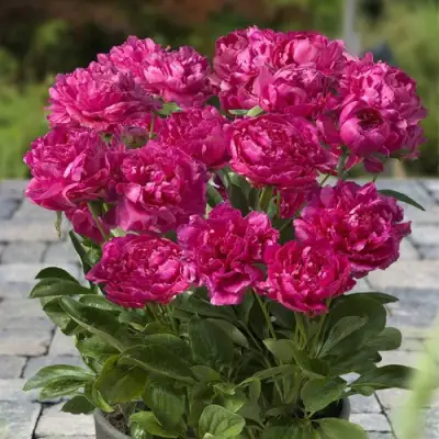 Пион ЛОНДОН травянистый в Речице