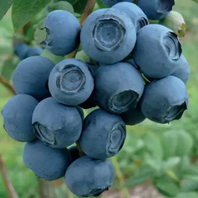 Голубика РУБЕЛ в Речице