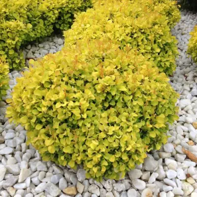 Барбарис БОНАНЗА ГОЛД тунберга в Речице