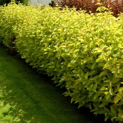 Комплект ДАРТС ГОЛД в Речице