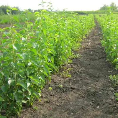 Подвой черешни ДИКАЯ ЧЕРЕШНЯ в Речице