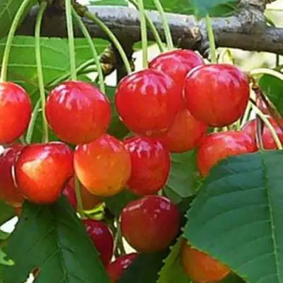 Черешня ДОНЧАНКА в Речице