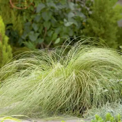 Осока ФРОСТЕД КЕРЛЗ в Речице