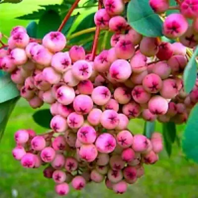 Рябина ПИНК сладкоплодная в Речице