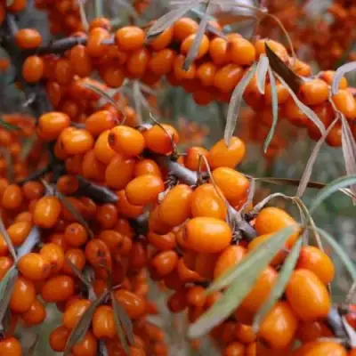 Облепиха ВОРОБЬЕВСКАЯ в Речице