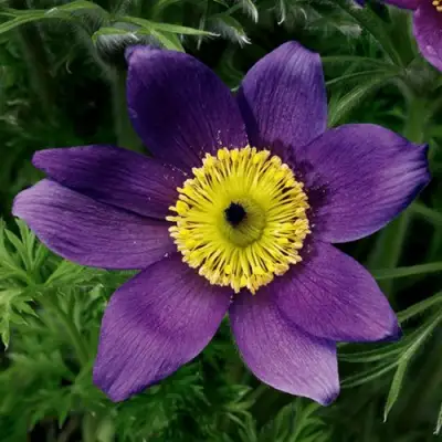 Прострел ПИНВИЛ БЛЮ ШЕЙДЕС в Речице