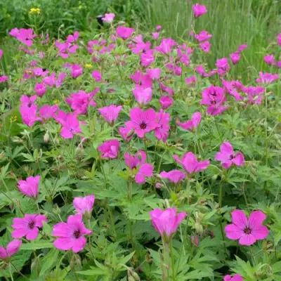 Герань РЕД АДМИРАЛ гибридная в Речице