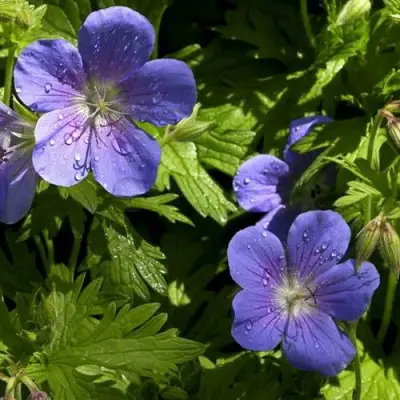 Герань БРУКСАЙД гибридная в Речице