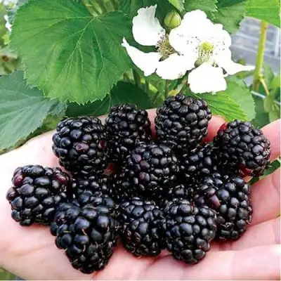 Ежевика РУБЕН ремонтантная  в Речице