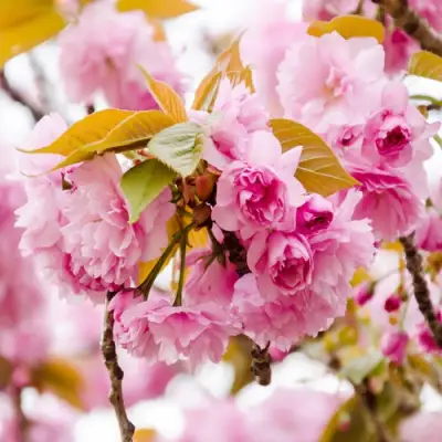 Сакура КАНЗАН в Речице