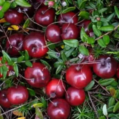 Клюква БЕН ЛИР в Речице