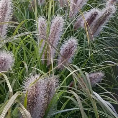 Пеннисетум БЛЭК БЬЮТИ в Речице