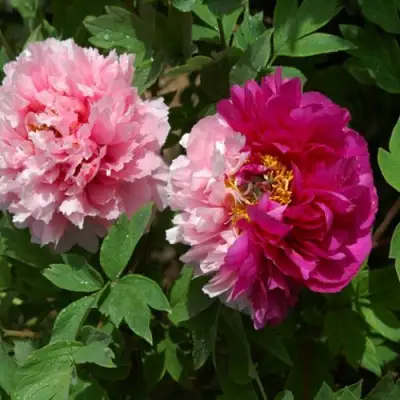 Пион ДВЕ СЕСТРЫ древовидный в Речице