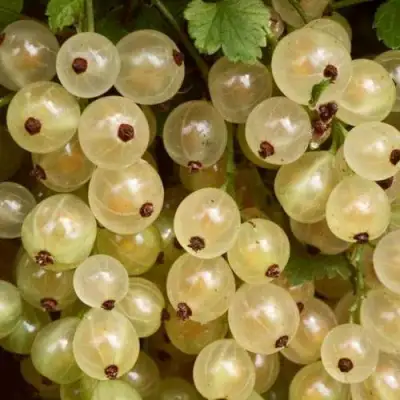 Смородина белая СМОЛЬЯНИНОВСКАЯ в Речице