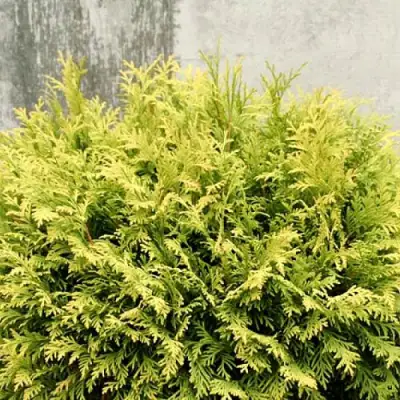 Туя ГОЛДЕН ГЛОБ западная в Речице