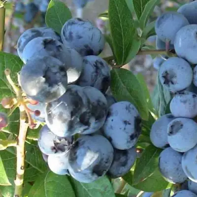 Голубика НОРТЛАНД в Речице