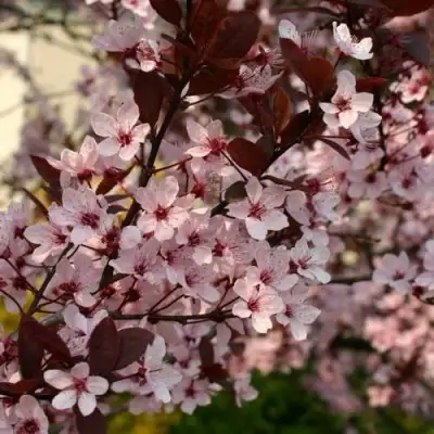 Слива НИГРА растопыреная в Речице