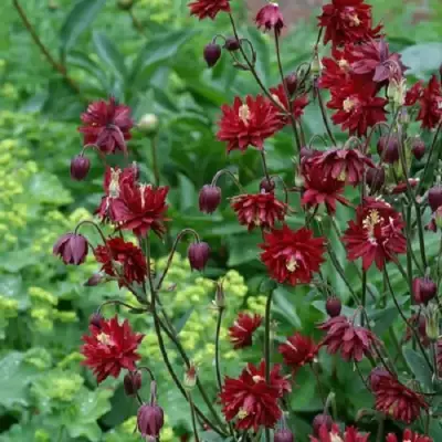 Аквилегия РУБИ ПОРТ обыкновенная в Речице