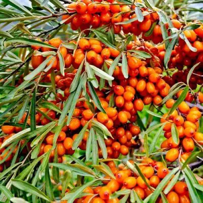 Облепиха ДЖЕМОВАЯ в Речице