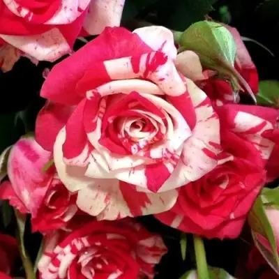 Роза ФАЙЕР ВОРКС миниатюрная в Речице