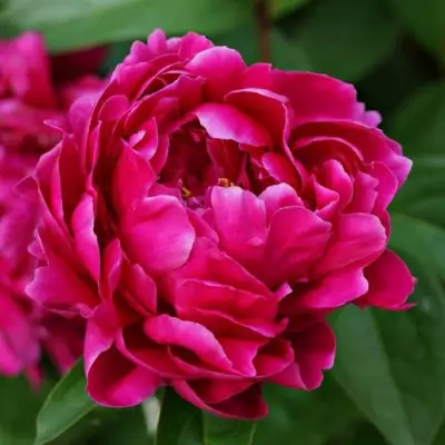 Пион ЛУИ ВАН-ГУТТ травянистый в Речице