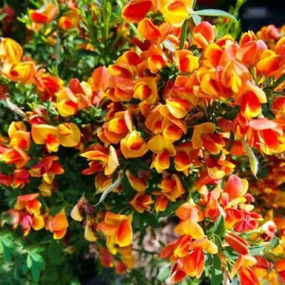 Ракитник АНДРЕАНУС в Речице