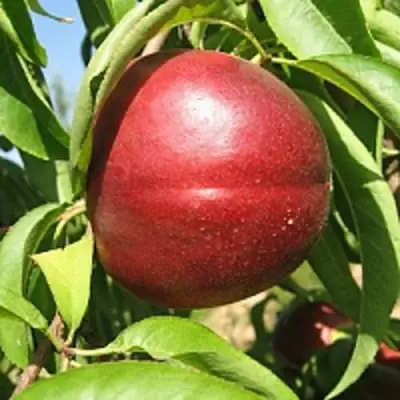 Нектарин ФАНТАЗИЯ в Речице