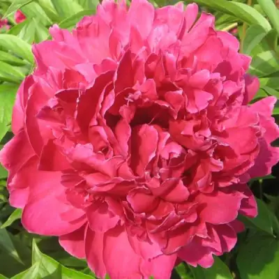 Пион ПУРПУРНЫЙ ФЕНИКС травянистый в Речице