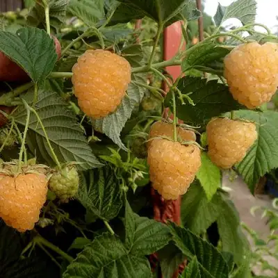 Малина ЗЮГАНА ЗОЛОТАЯ в Речице