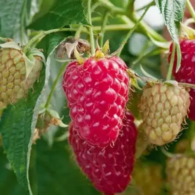 Малина МАРАСТАР в Речице