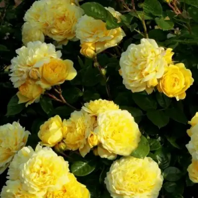 Роза АНИ ДЮПРЕЙ флорибунда в Речице