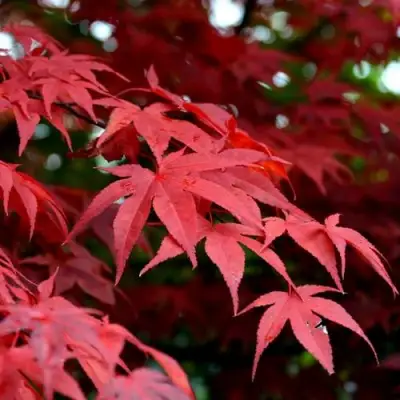 Клен гиннала  в Речице