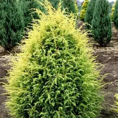 Можжевельник ГОЛД КОН обыкновенный в Речице