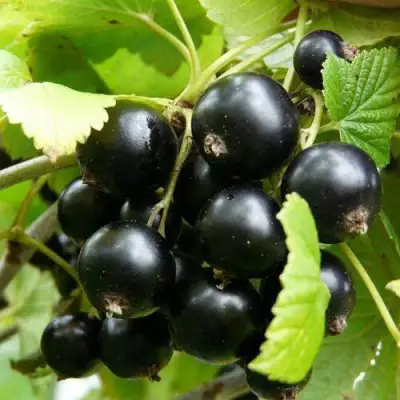 Смородина чёрная ГЕРКУЛЕС в Речице