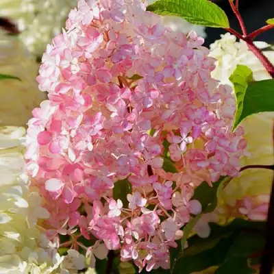 Гортензия ДИАМАНТИНО метельчатая в Речице