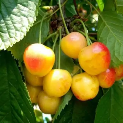 Черешня ЯНТАРНАЯ в Речице