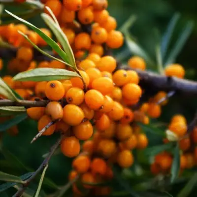 Облепиха МОСКОВСКАЯ ПРОЗРАЧНАЯ в Речице