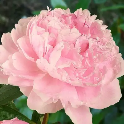 Пион САРА БЕРНАРД травянистый в Речице