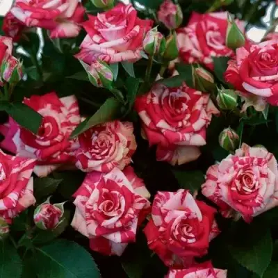 Роза ФАЙЕР ВОРКС миниатюрная в Речице