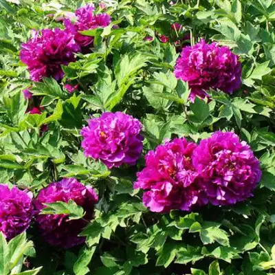 Пион ОРНАМЕНТ древовидный в Речице