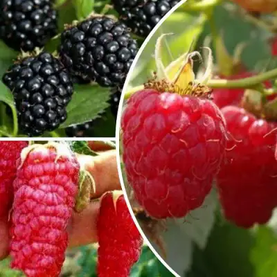 Комплект ЯГОДНЫЙ МИКС в Речице