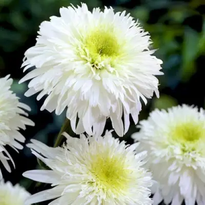 Нивяник ФИОНА ГОГХИЛЛ великолепный в Речице