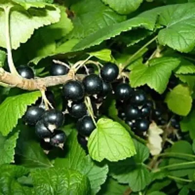 Смородина чёрная ВЕЛОЙ (ЛЕНИНГРАДСКАЯ СЛАДКАЯ) в Речице