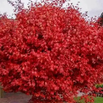 Клен гиннала  в Речице