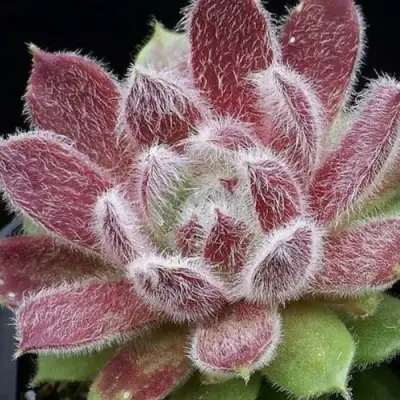 Молодило ТАРАНТУЛА в Речице