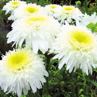 Нивяник ФИОНА ГОГХИЛЛ великолепный в Речице