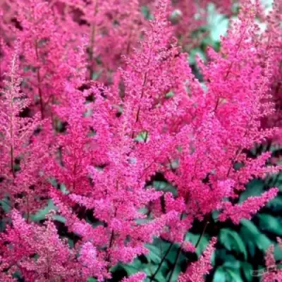 Астильба ЭЛИЗАБЕТ ВАН ВИН японская в Речице