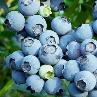 Голубика ПУРУ в Речице