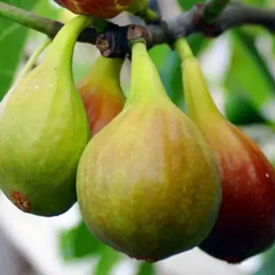 Инжир ДАЛМАТСКИЙ в Речице